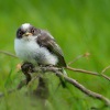 Mlynarik dlouhoocasy - Aegithalos caudatus - Long-tailed Tit 6233
